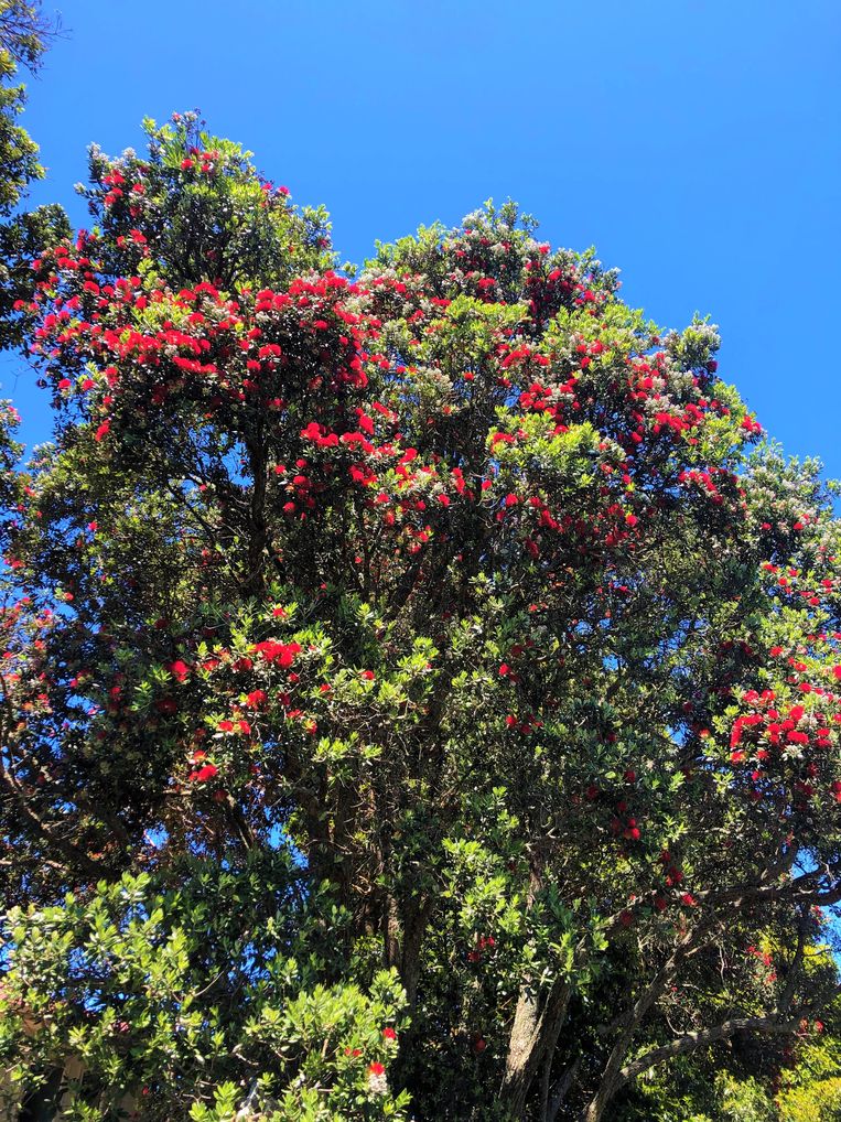 Het enige kerstgevoel hier: de nu prachtig bloeiende puhutukawa. Beeld Sabine De Vos