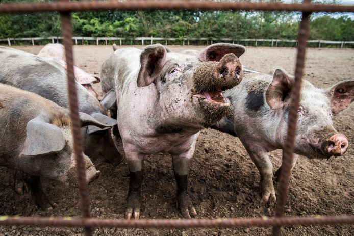 Varkens lopen buiten bij een varkenshouderij.