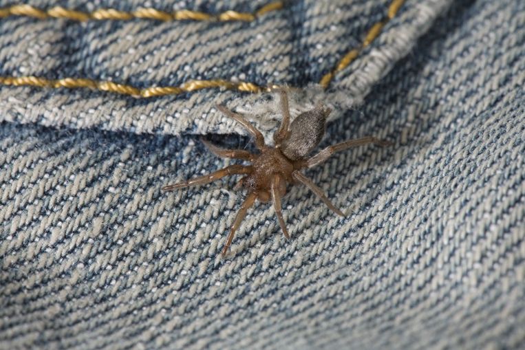 Is er echt een man in zijn penis gebeten door een spin? De Volkskrant