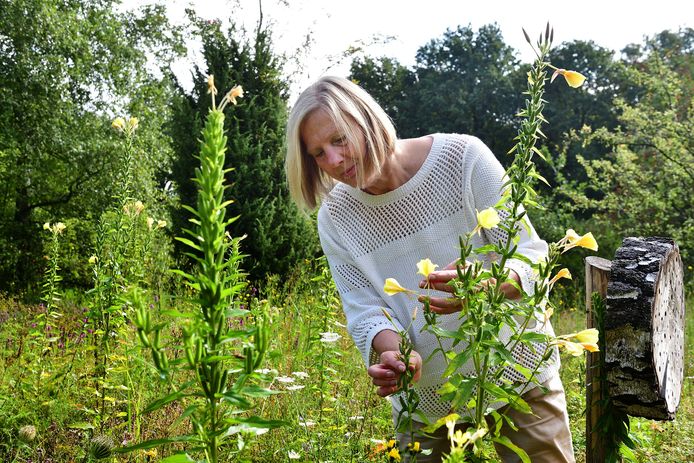 Elsbeth Veerman bij een teunisbloem in de Heemtuin in Rupchen. Ze legde daar het afgelopen jaar allerlei planten vast; dat werk is nu te zien in de Van Goghkerk in Etten-Leur.