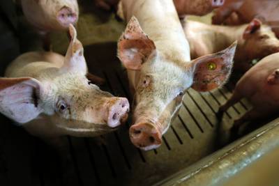 20 tot 30 varkens dood door gevaarlijke stof bij varkenshouderij in Hooge Mierde