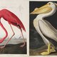 ‘Foute’ vogels in Teylers Museum: wat doe je met prachtige kunst gemaakt door een slavenhouder?