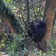 Oostelijke gorilla dreigt uit te sterven