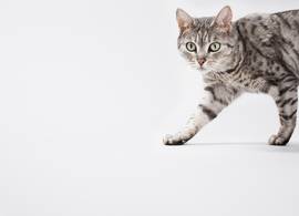 Honderden katten mogelijk overleden door vervuild voer