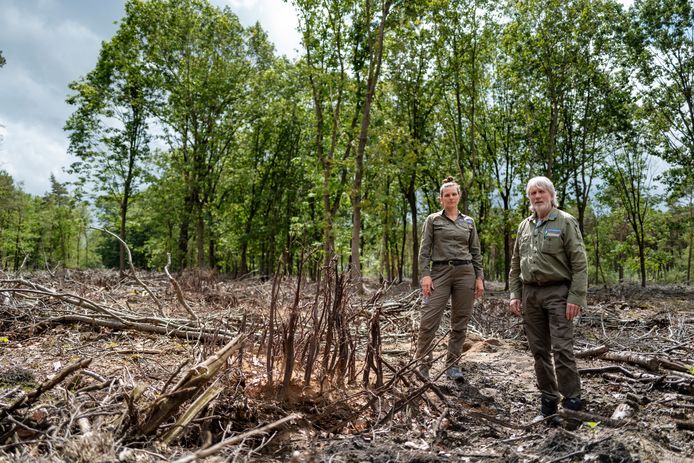 Oudste Amerikaanse eiken in ons land zijn zwaar ziek (Brasschaat) - Het