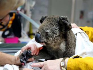 Dodental koala’s nog hoger dan gedacht door bosbranden: “Zeker 2.000 dieren dood”