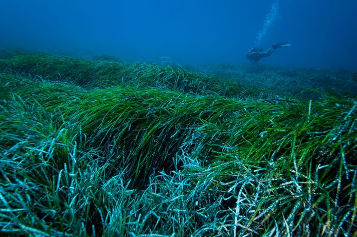 Onderwater zeegras in kustgebieden over de hele wereld lijkt stukjes plastic vast te houden in natuurlijke bundels van vezels die bekend staan ​​als 'Neptune balls'.