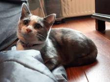 Oosterhoutse poes Phoenix doodgeschoten met buks