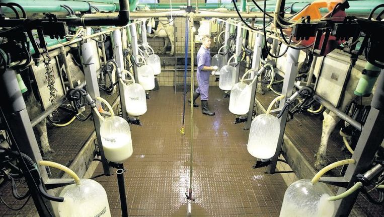 Afschaffing van de melkquota geeft een prikkel om zo veel mogelijk melk te produceren. Beeld anp