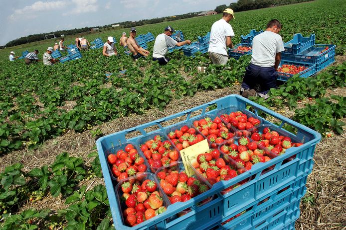 Polen werken liever in hun eigen land of Duitsland in plaats van hier aardbeien te plukken.