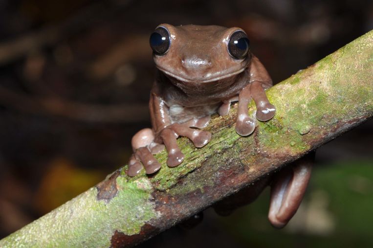 Een bijzondere ontdekking in de regenwouden van Nieuw-Guinea: de chocoladekikker