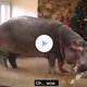 Vader geeft nijlpaard cadeau aan zoontje