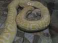 Puppy's dienen als maaltijd voor python in Chinese zoo