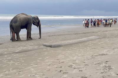 Twee olifanten die vier dagen zonder eten vastzaten op strand gered in Bangladesh