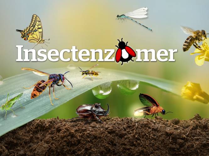 Welke insecten leven in jouw gemeente?
