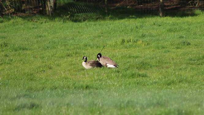 Dierenbeul jaagt pijl door nek van eend: politie start onderzoek