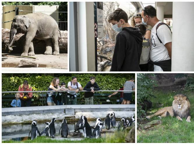 Budgetreisblogster zocht goedkoopste tickets voor Zoo, Pairi Daiza en Grotten van Han: “Wie een beetje oplet, kan mooie kortingen versieren”
