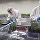 Nederlands eerste legale cannabisfabriek is klaar om te leveren aan coffeeshops: ‘De een teelt tomaten, wij cannabis. Daar is helemaal niets engs aan’