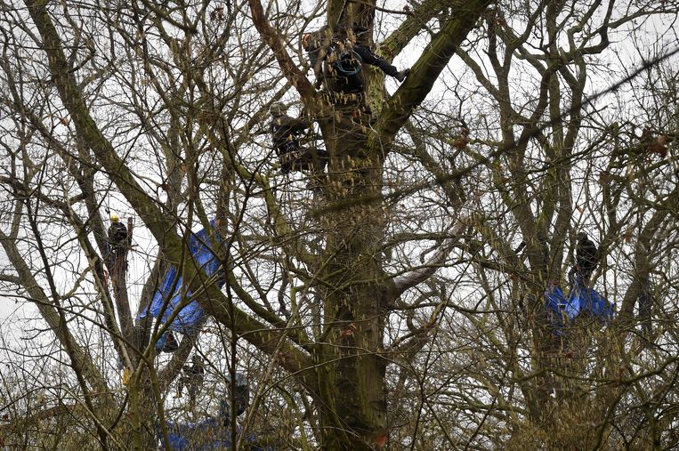 Agenten bezig met het uit de bomen halen van demonstranten in het Sterrebos. Beeld Marcel van den Bergh / de Volkskrant