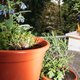 Onrust op het balkon rond de blauwe regen: de honingbijen nemen het over