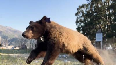 Trois oursons orphelins relâchés dans la forêt californienne