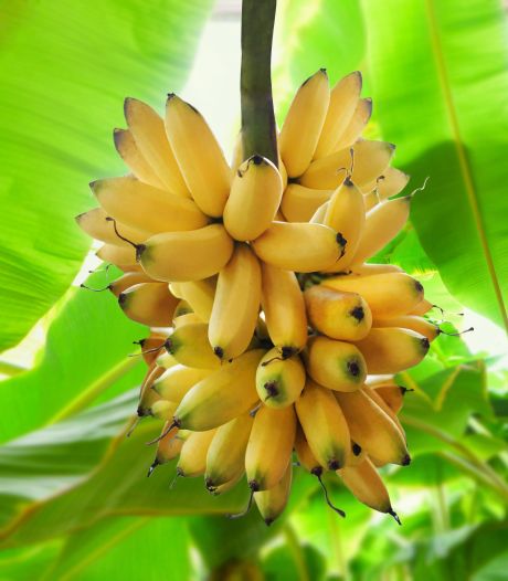 Het is bananendag: een ode aan dit populaire fruit