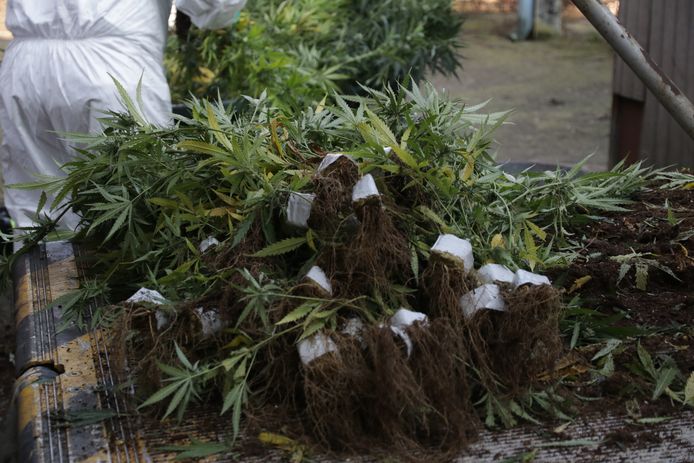 De cannabisplantage bevatte meer dan 1.000 planten. (illustratiebeeld)