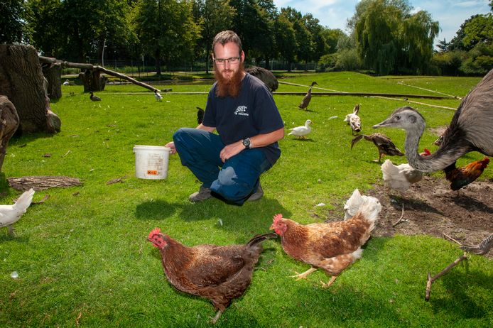 Beheerder Sjoerd heeft al heel wat gedumpte kippen in dierenpark De Schroef zien belanden.