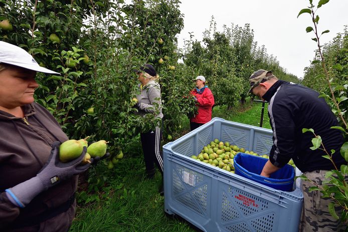 In West-Brabant werken behoorlijk wat (Poolse) arbeidsmigranten in de fruitsector. Ook in de distributiesector is er veel vraag naar hen.