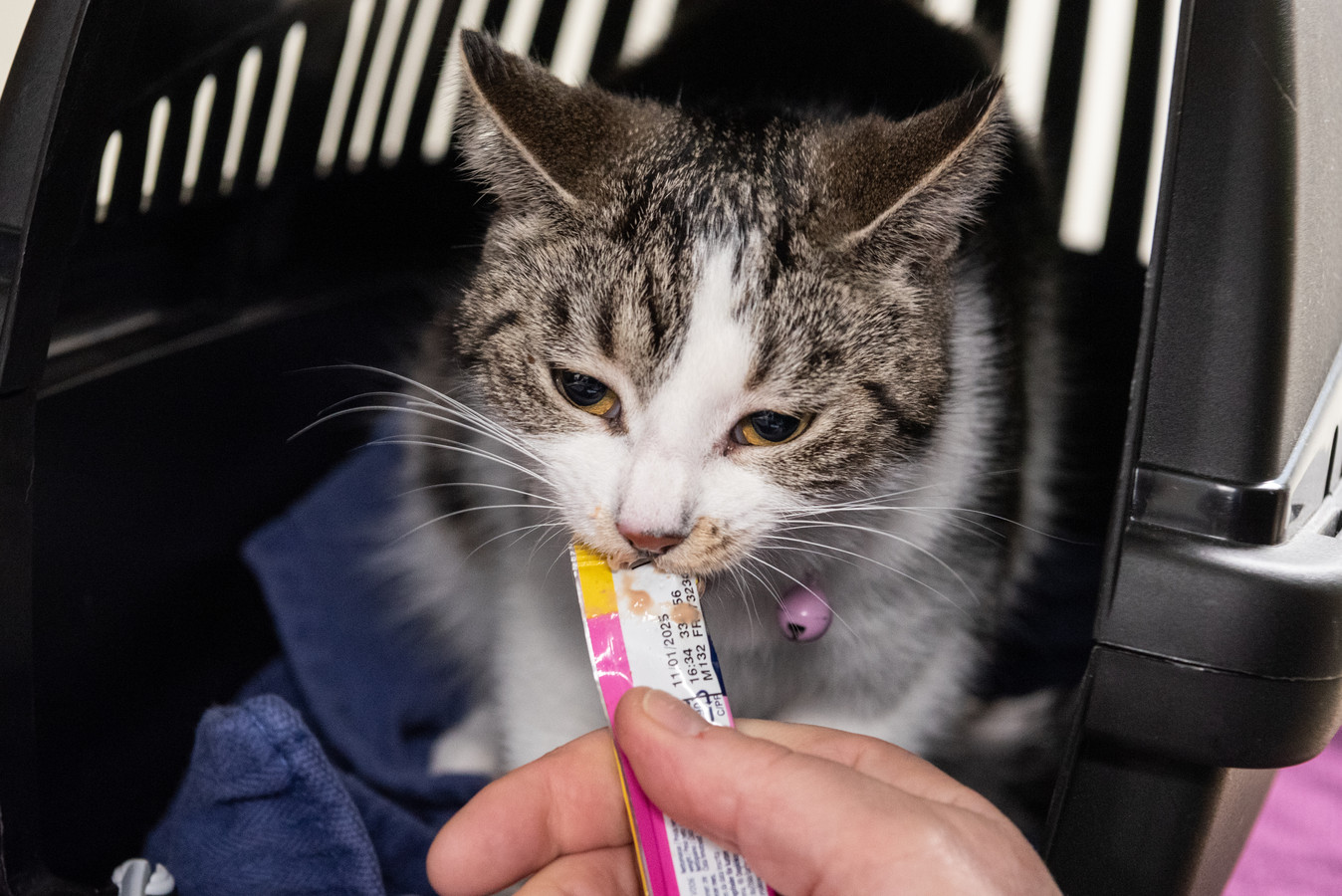 Alle Katten Verplicht Aan De Chip Dit Asiel Nam Daar Vandaag Vast Een Voorschot Op ‘onwijs 