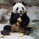 Reuzenpanda's tel je door drollen te zoeken