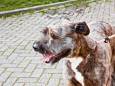 Of Mann nou in de natuur of de stad wandelt met zijn hond, een lijn komt er niet aan te pas