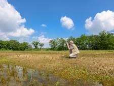 Klimaat in Brabant: De grutto gaat en de exoten komen volgens vogelkenner Henk Sierdsema