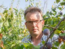 Te kleine pruimen: noodkreet voor teler Kees Hamelink gaat viral