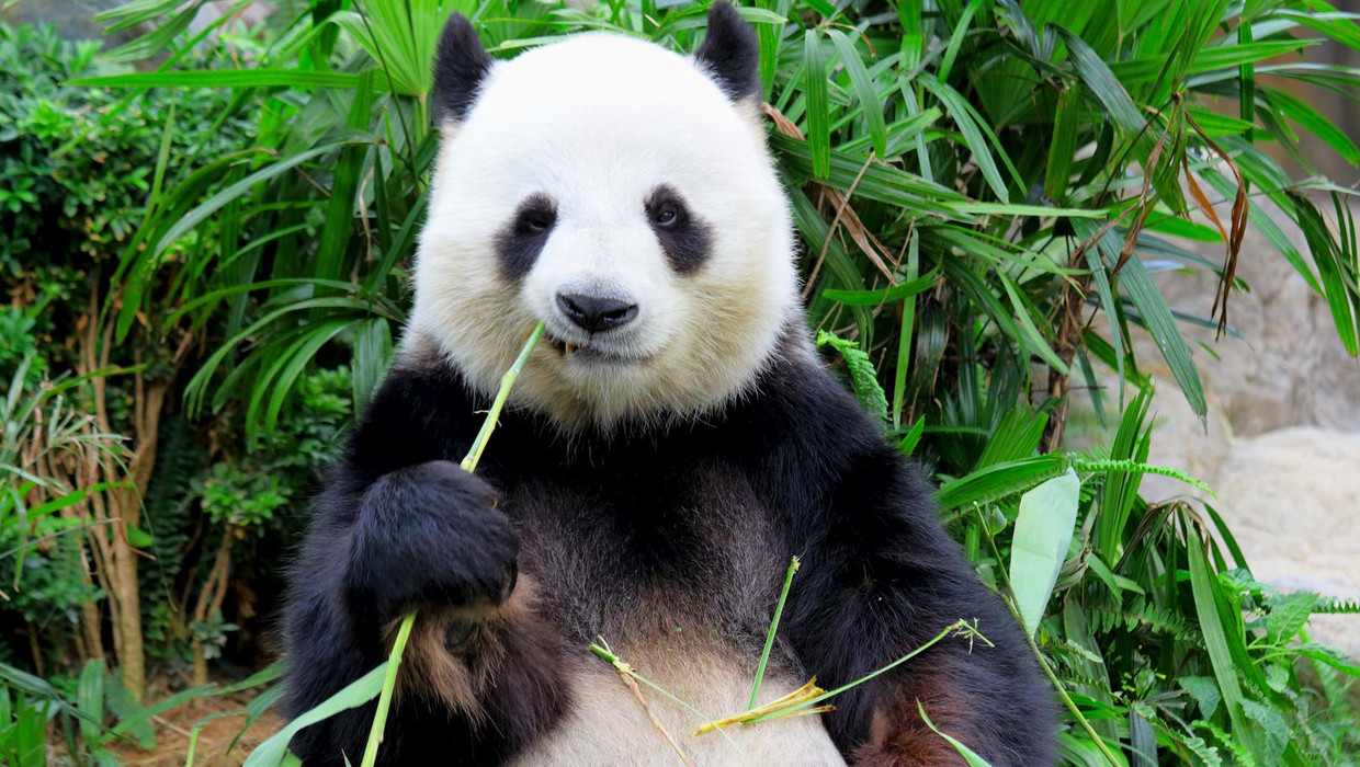 Reuzenpanda is niet langer een bedreigde diersoort De