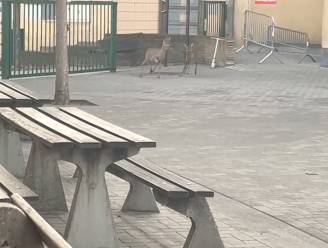 KIJK. Twee reetjes huppelen over de speelplaats bij Stedelijke Basisschool (SBS) Kuringen