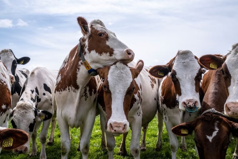 Koeien zijn medeveroorzakers van de grote stikstofuitstoot in Nederland.  Beeld ANP,  Manon Bruininga