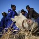 Minder neushoorns gestroopt in zuidelijk Afrika. Werkt de aanpak?