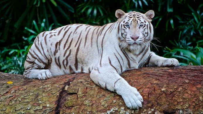 Slechts 1 op de 30 witte Bengaalse tijgers wordt geboren zoals deze tijger, zonder afwijkingen.