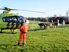 Piloot traumahelikopter wordt verrast door zes nieuwsgierige lama’s in Bodegraven