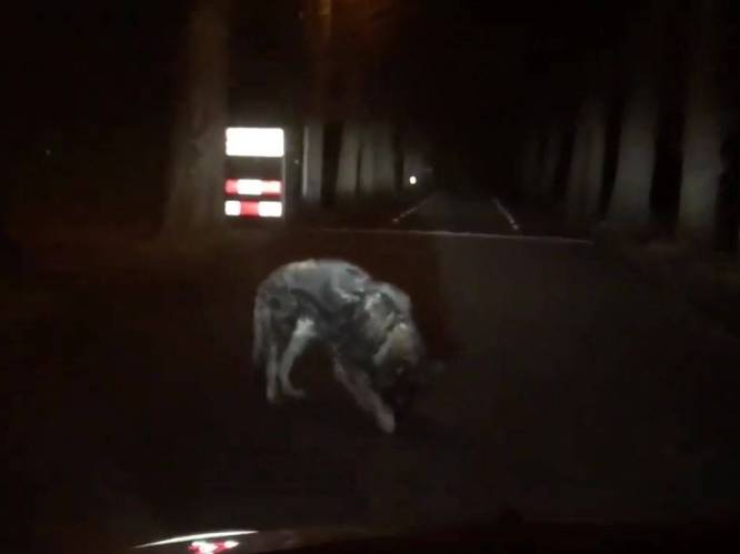 Is dat een wolf midden op de weg bij Schoonheten?