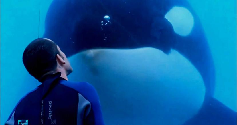 Orca uit documentaire Blackfish overleden