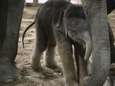 VIDEO. Het is een meisje: olifantje geboren in Pairi Daiza