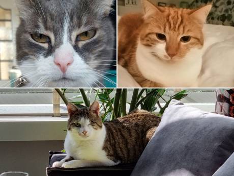 Al twaalf katten uit dezelfde wijk op mysterieuze wijze verdwenen: ‘Durf geen nieuwe meer te nemen’