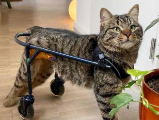 Hartverwarmend: verlamde kat Dyson kan dankzij op maat gemaakt loopkarretje weer lopen 