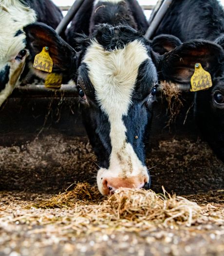Aanvraag nieuwe melkveehouderij in Bornerbroek botst met Almelose plannen voor XL Businesspark 2