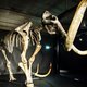 Giganten uit de ijstijd in expositie