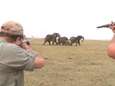 VIDEO. Jagers schieten olifant dood en daarop keert hele kudde zich tegen hen