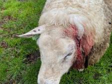 Bloedige aanval op drachtig schaap in Geesteren, zeer waarschijnlijk door een wolf: ‘Dit doet echt pijn in mijn hart’