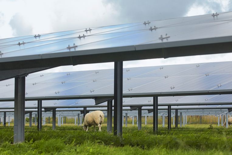  In Oudkarspel grazen de schapen onder de zonnepanelen.  Beeld Hollandse Hoogte / Jaco Klamer